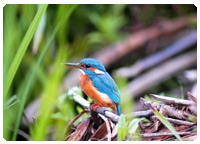 Flora e fauna in Danimarca