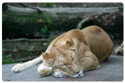 Zoo di Odense